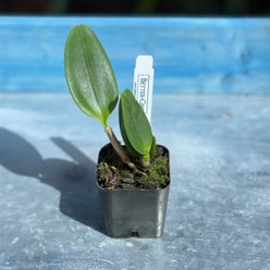 Cattleya Mericlone plant