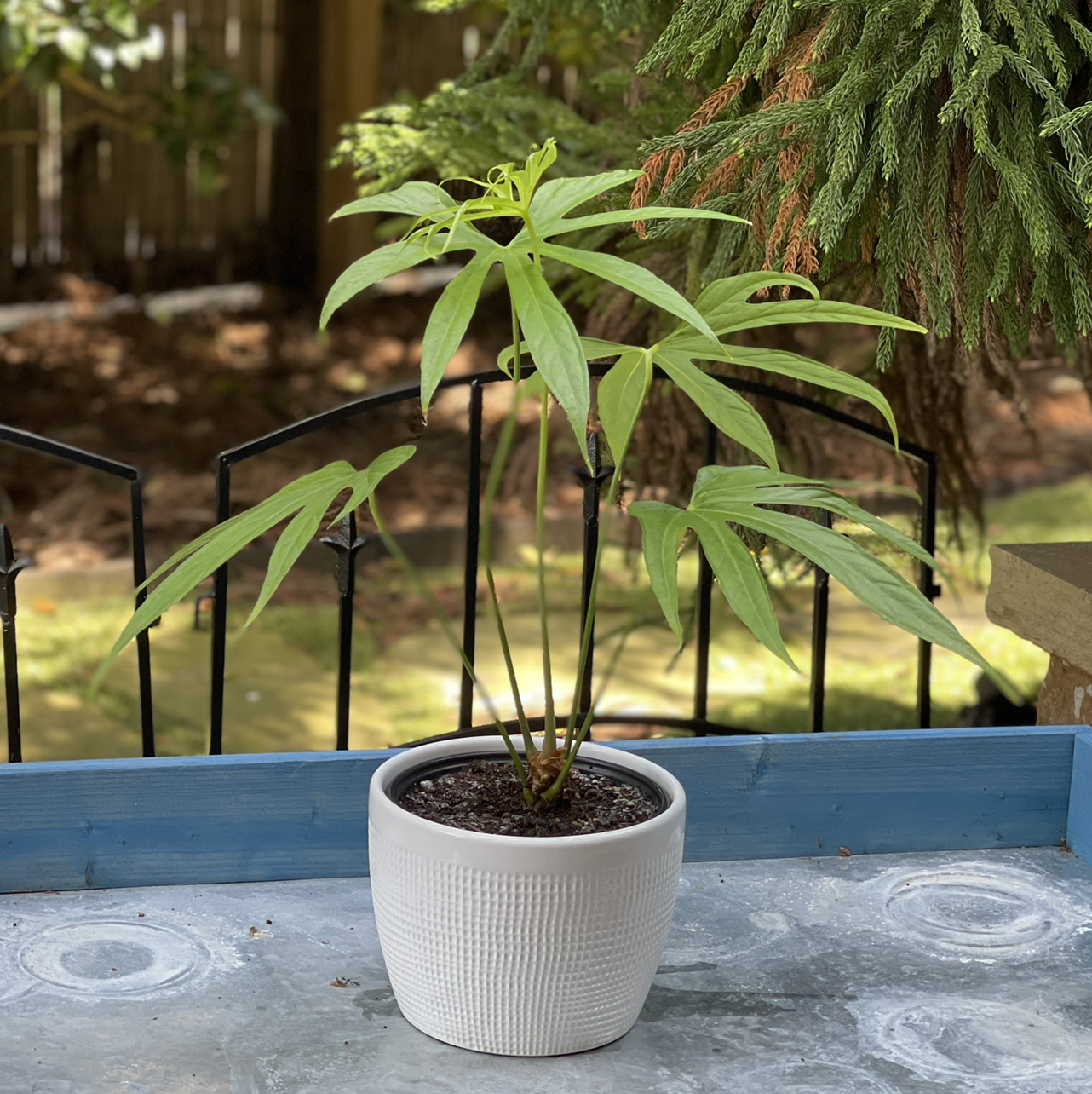 Potted Anthurium Fingers plant with elongated leaves, some yellowing, placed outdoors.