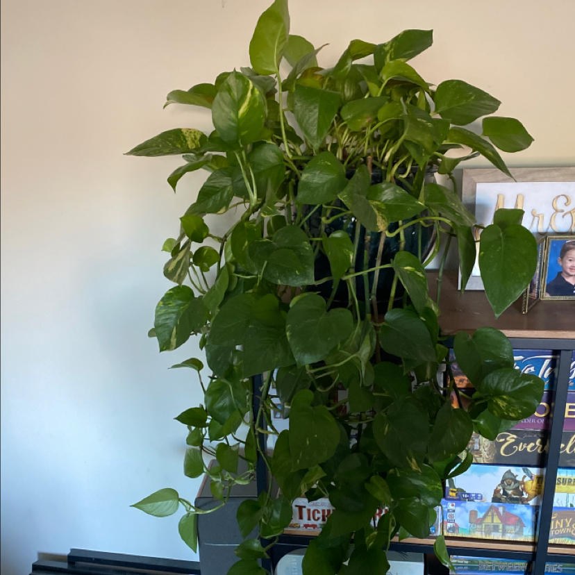 Ivy Arum plant photo by @Erintr87 named Samson on Greg, the plant care app.