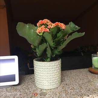 Florist Kalanchoe plant in Mesa, Arizona