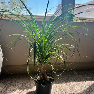 Ponytail Palm plant in Mesa, Arizona