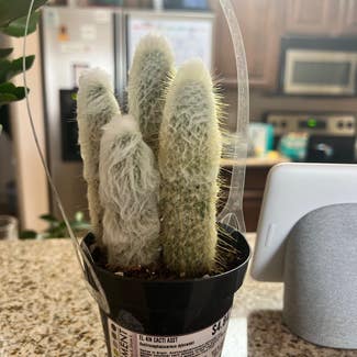Old Man Cactus plant in Mesa, Arizona
