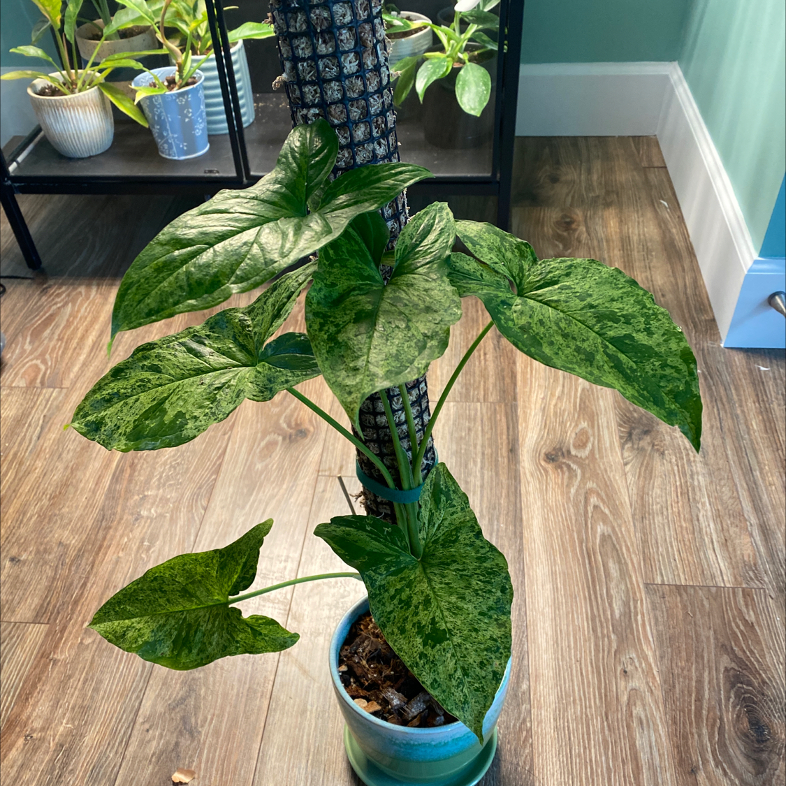 Syngonium podophyllum 'Mojito' plant with variegated green leaves in a blue pot.