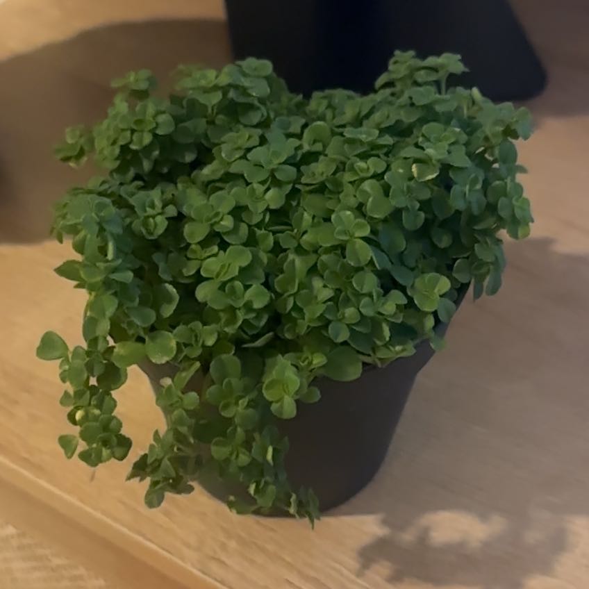 Photo of the plant species Peperomia deppeana by @evanoise named Kirara on Greg, the plant care app