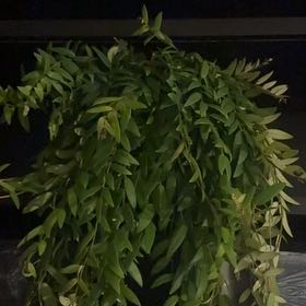 Photo of the plant species Lipstick plant 'Japhrolepsis' by @evanoise named Tighnari on Greg, the plant care app