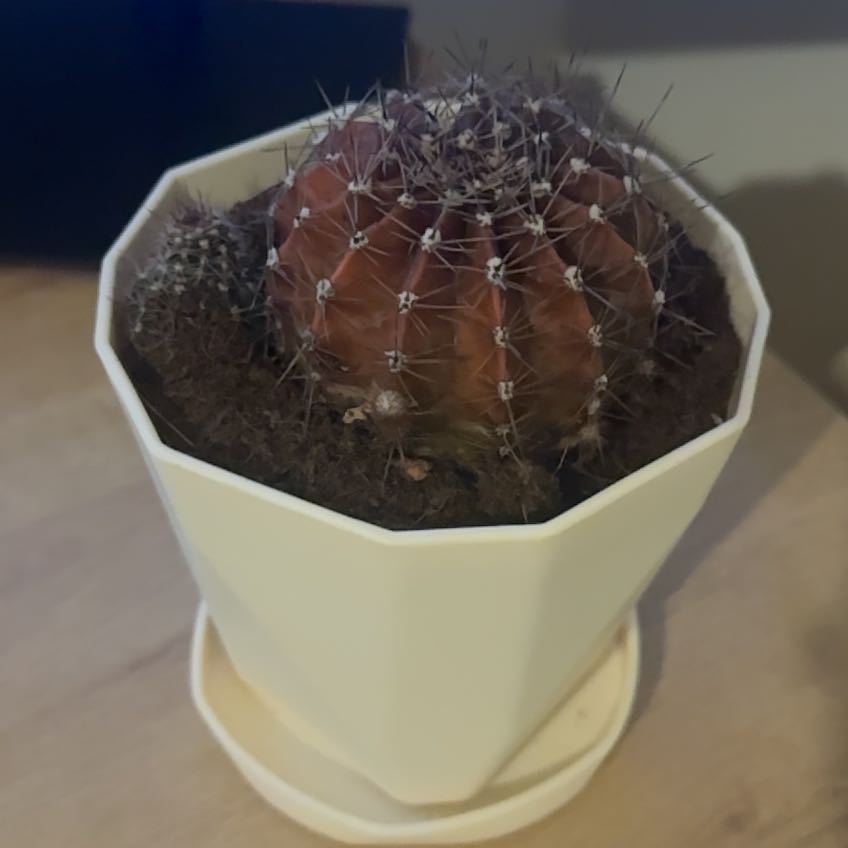 Photo of the plant species Easter Lily Cactus by @evanoise named Amber on Greg, the plant care app