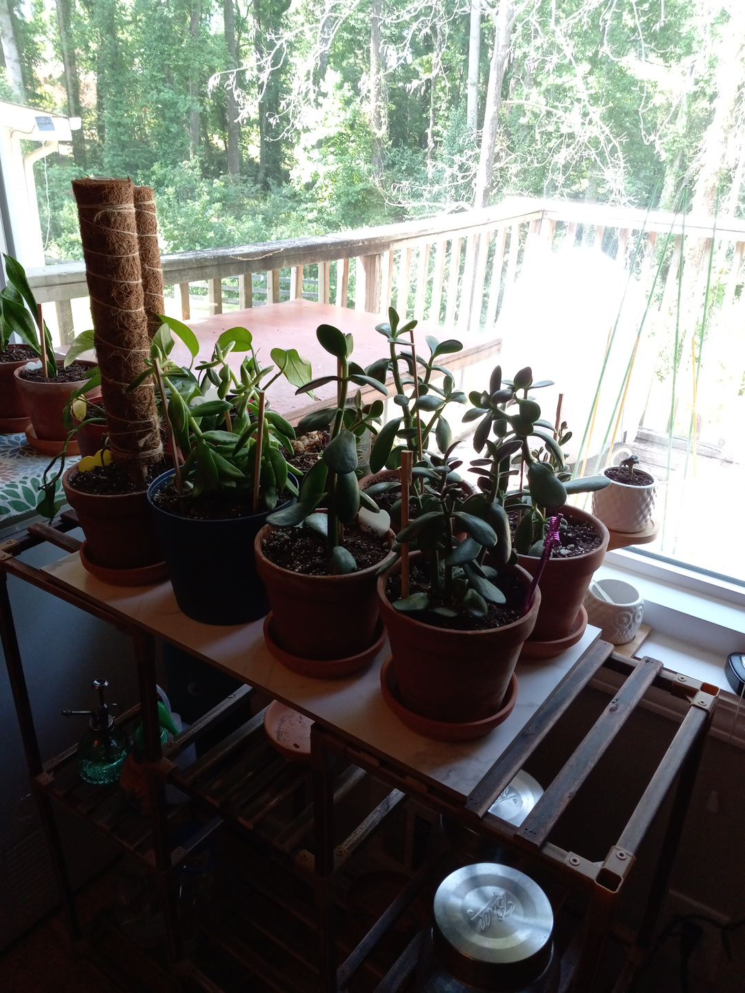 Photo from the post