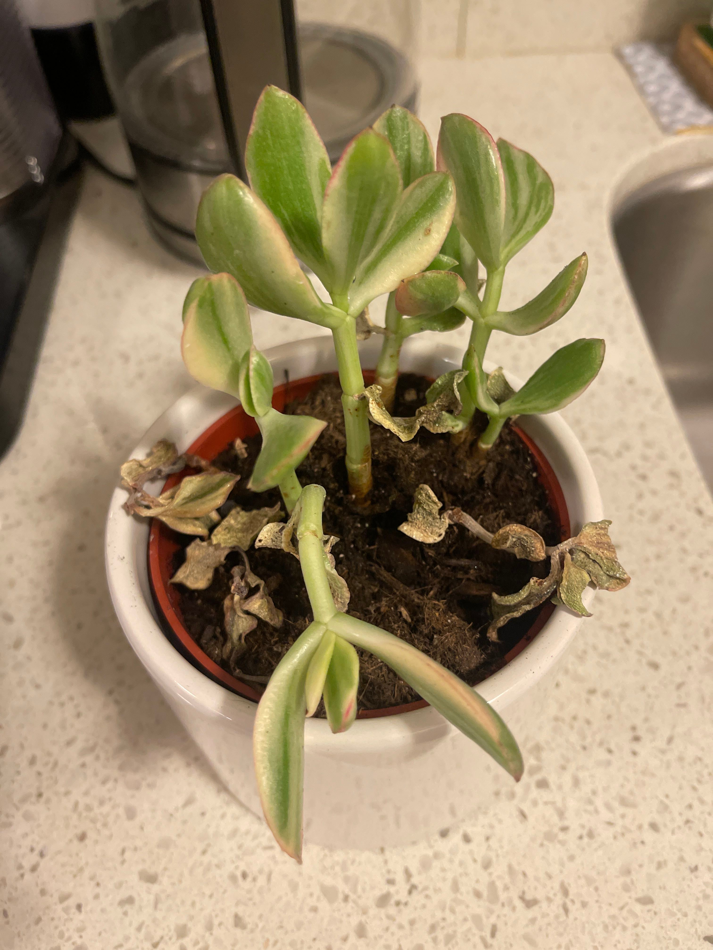 🥕 Ultimate Guide to Spreading Crassula Roots