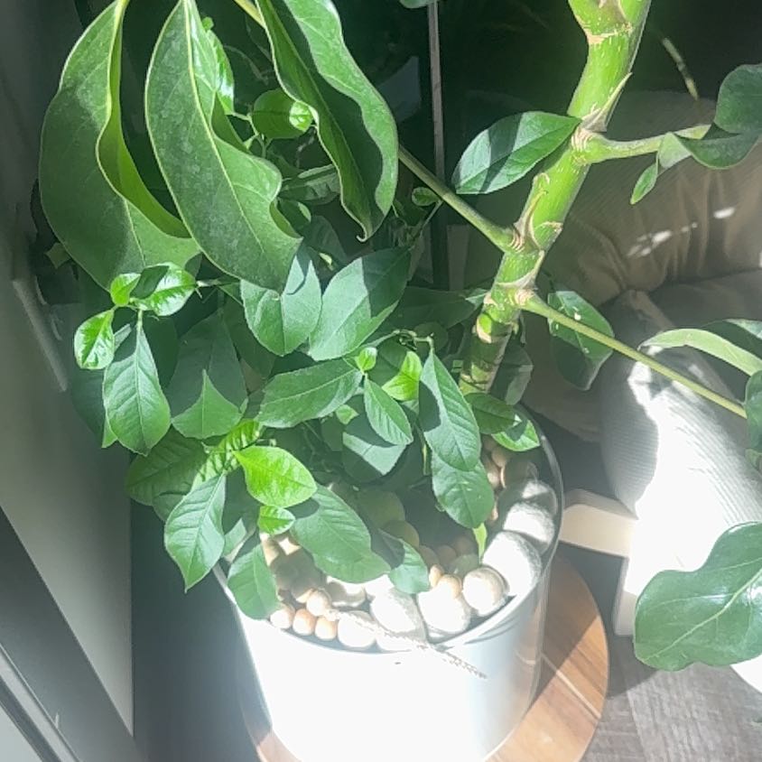 Photo of the plant species Cherry Laurel by @SinewyCorn named Daphne on Greg, the plant care app