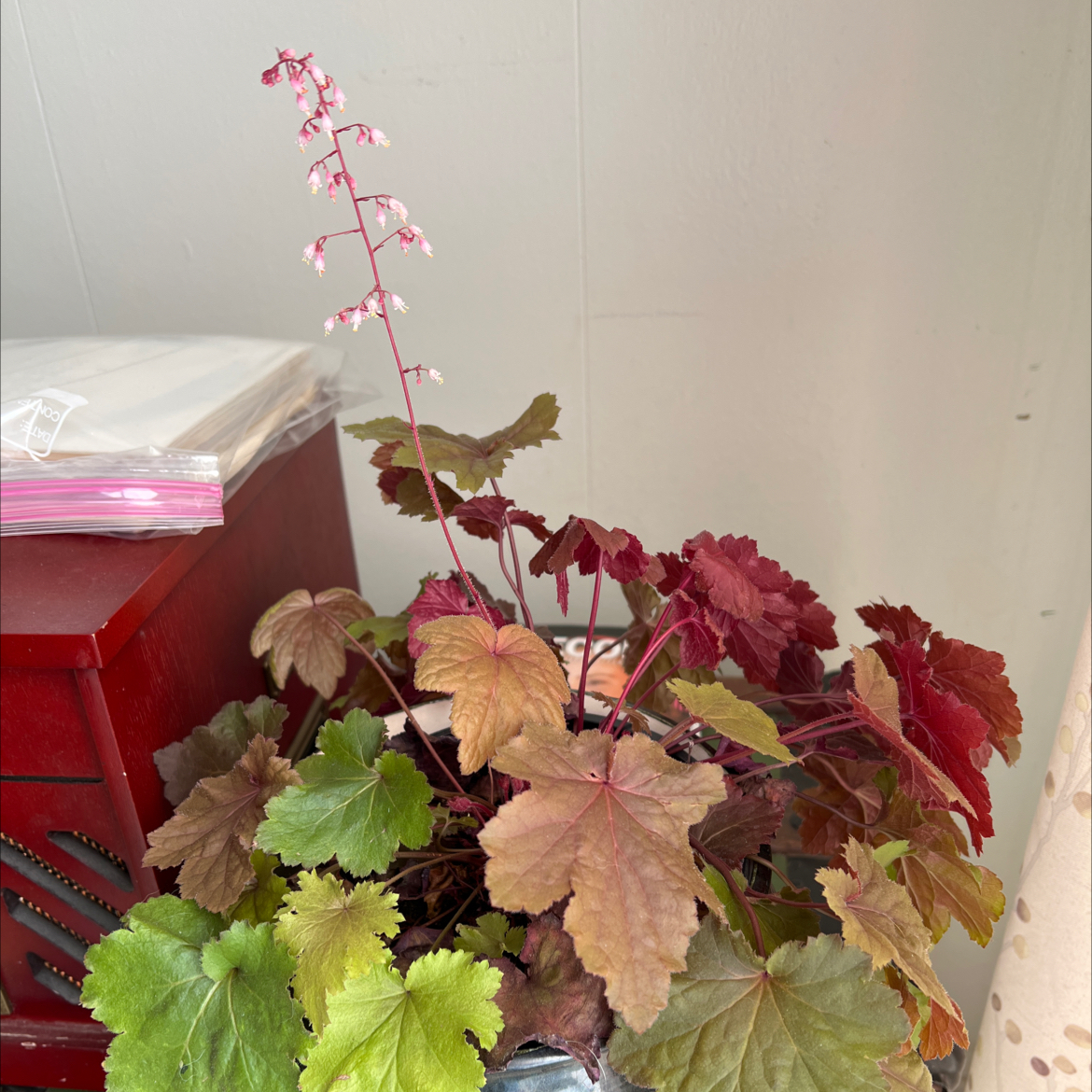 Coral Bells plant with green and reddish-brown leaves, some yellowing and browning, and a visible flower stalk.