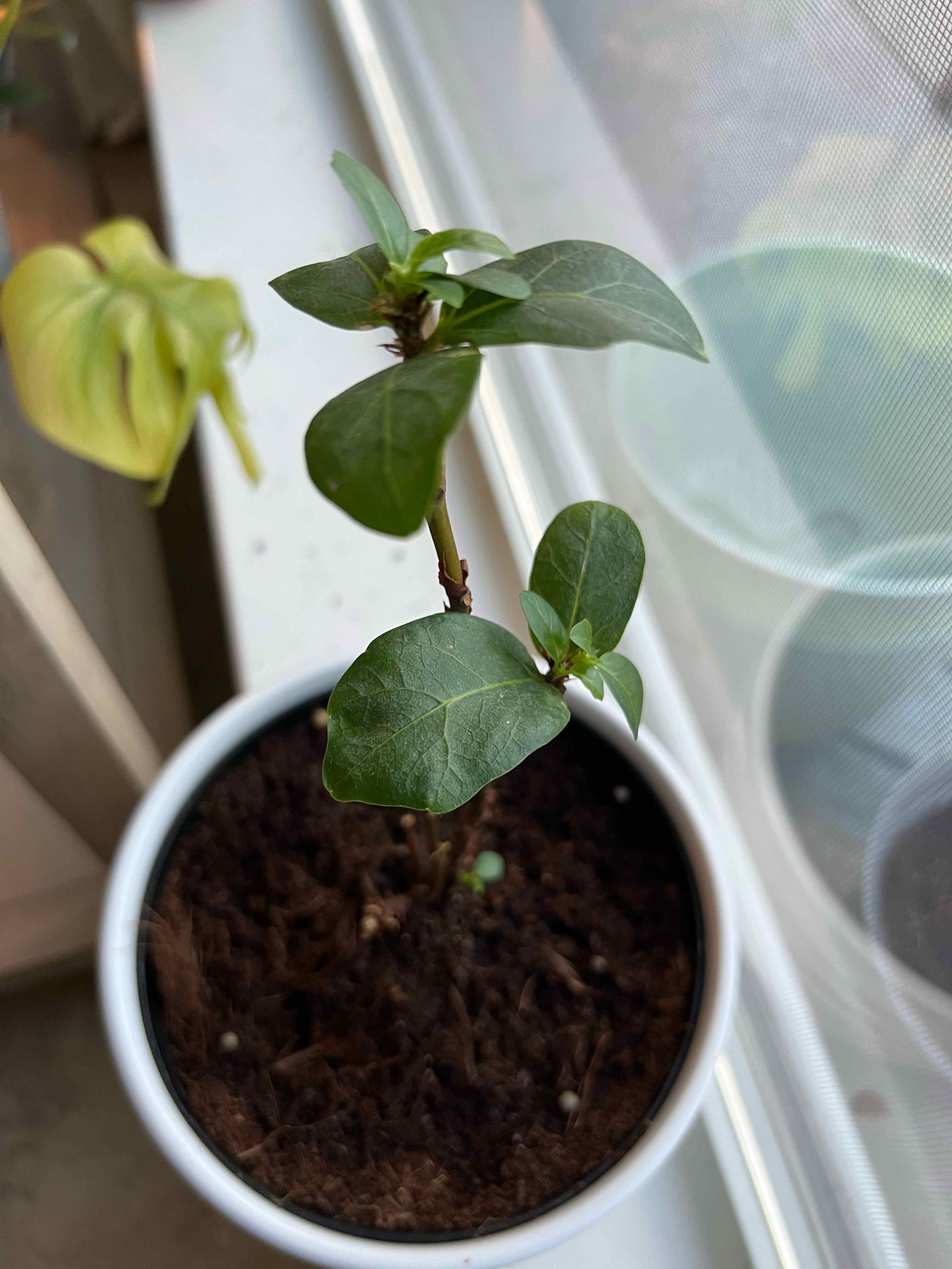 Dwarf Fiddle Leaf Fig plant in a pot with visible soil, healthy green leaves.