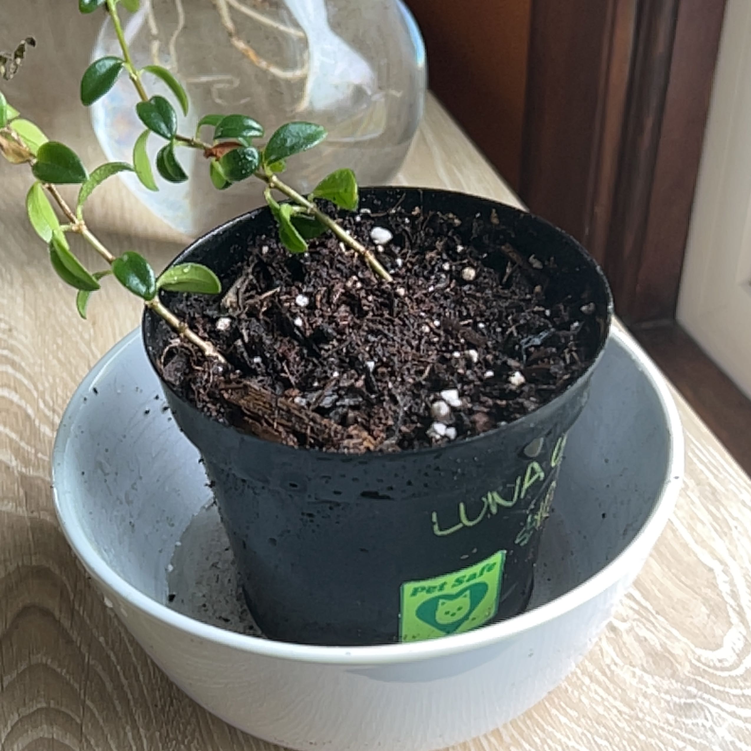 Potted Lesser Periwinkle plant in a black pot placed inside a white bowl.