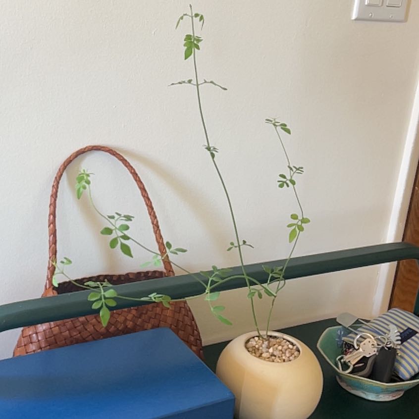 Photo of the plant species Twisted Jasmine by @DistinctGabisan named Louise on Greg, the plant care app