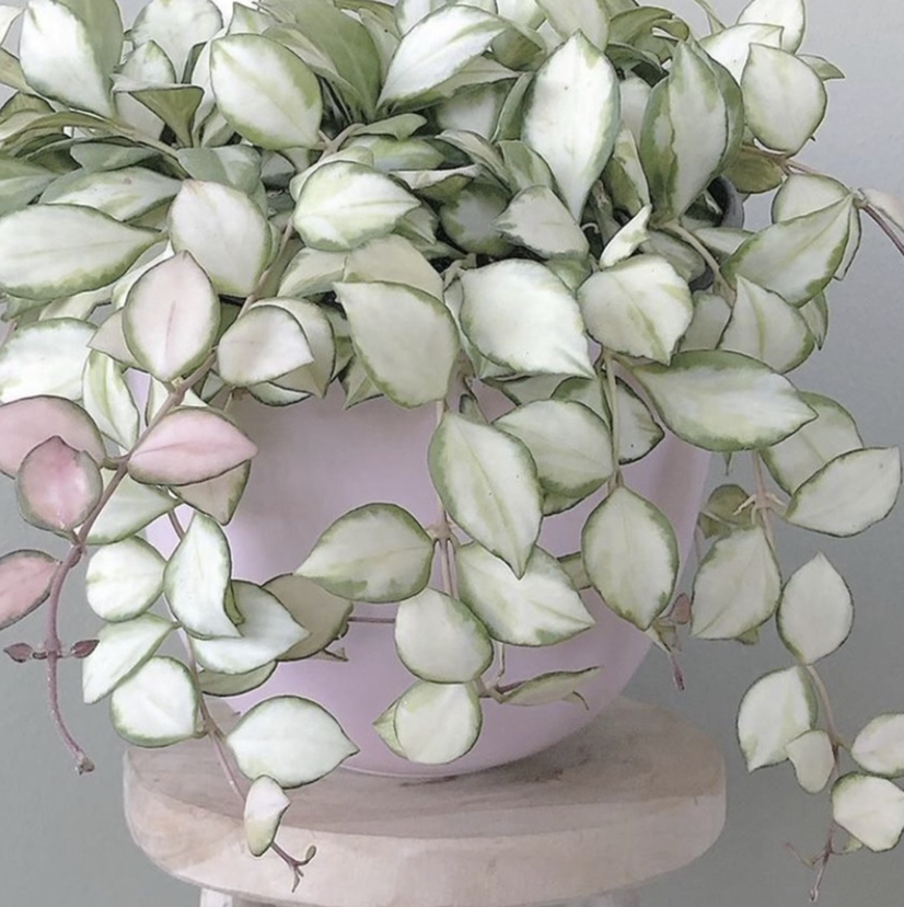 Hoya heuschkeliana plant with variegated leaves in a pot, well-framed and healthy.