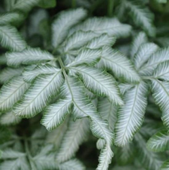 Photo of the plant species Brake Fern by @SmoothTurmeric named 10 // Fern Silver Lace on Greg, the plant care app