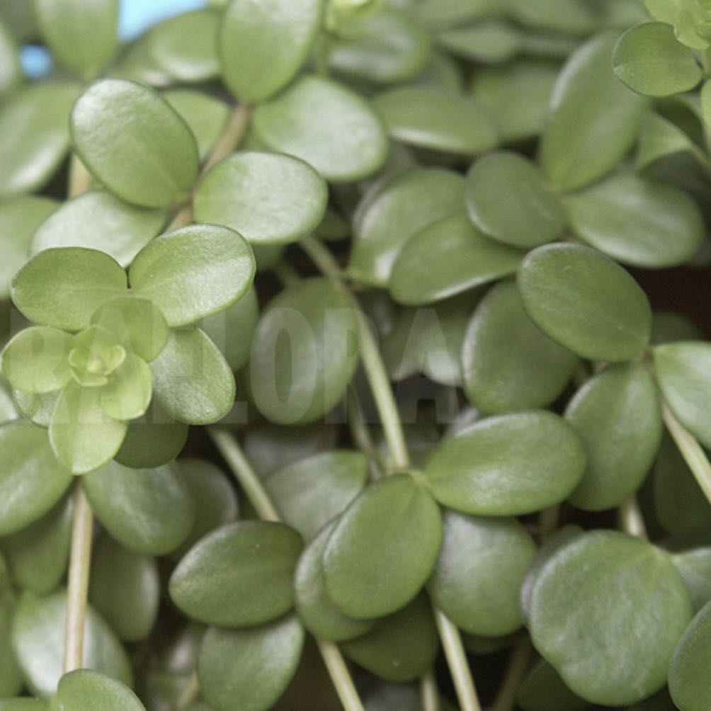 Photo of the plant species Isabella Peperomia by @SmoothTurmeric named 07 // Peperomia Hofmannii on Greg, the plant care app
