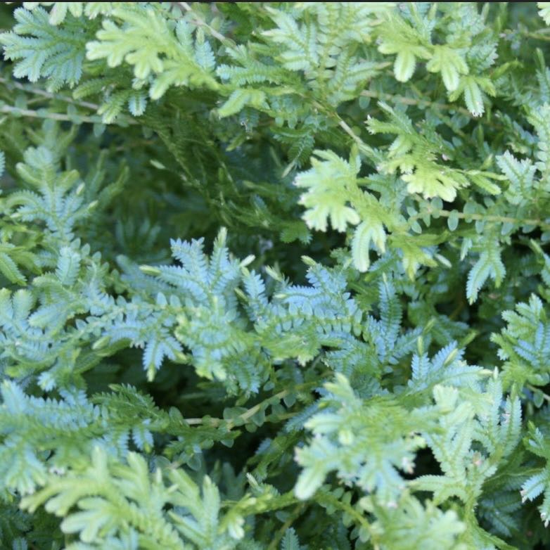 Close-up of a healthy Rainbow moss, Peacock fern with green and blue leaves.