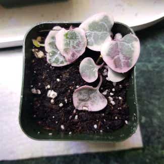 variegated string of hearts plant in Claremore, Oklahoma