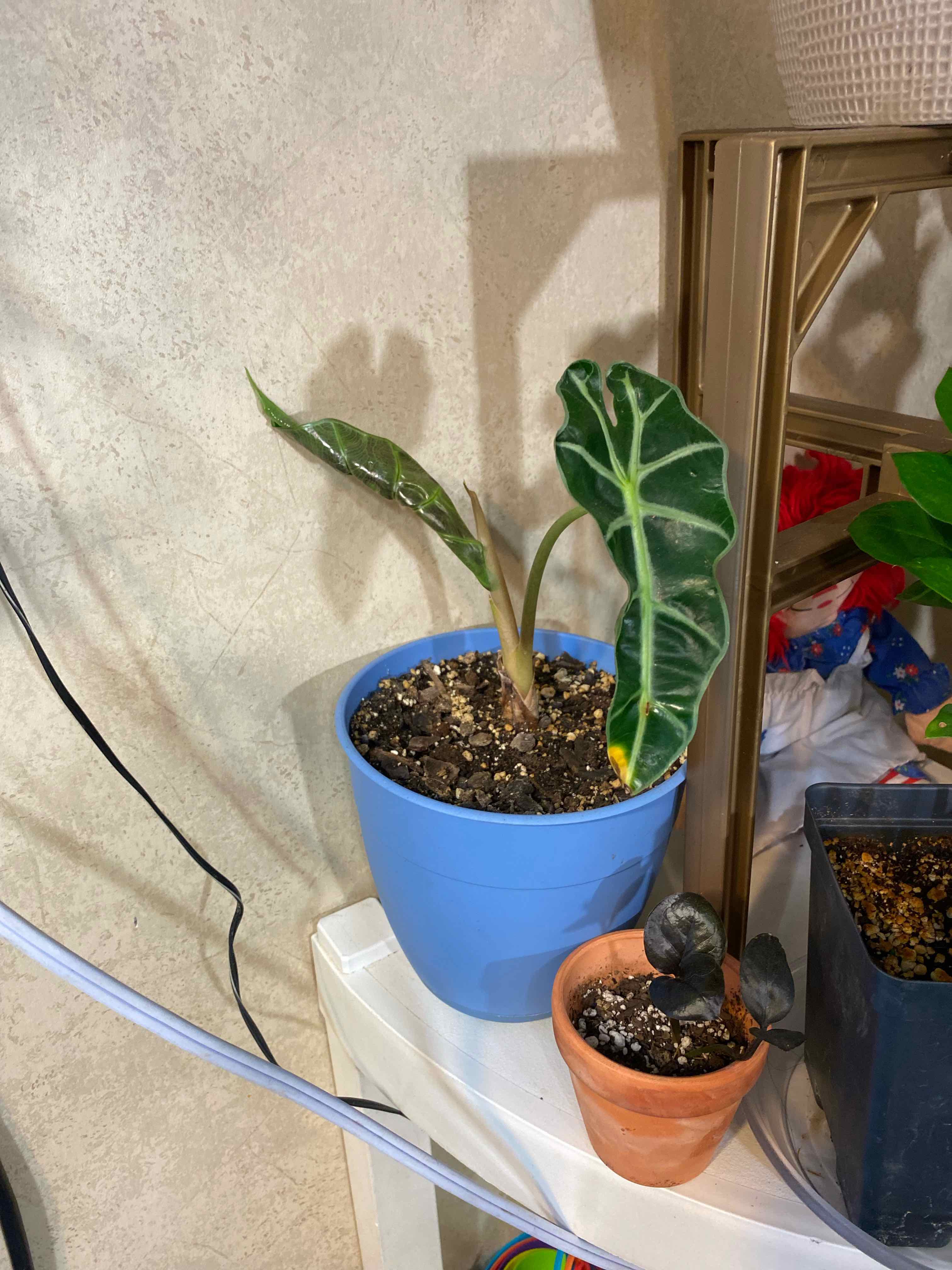 Plant care for Variegated African Violet on Greg, the plant care app
