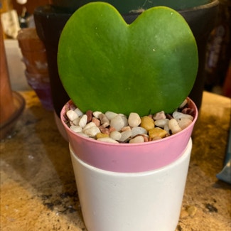 Sweetheart Hoya plant in Loveland, Colorado