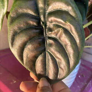 Alocasia ‘Red Secret’ plant in Loveland, Colorado