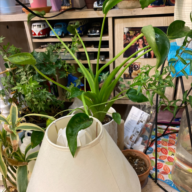 Indoor plant species Tiny Dancer with healthy green leaves among other plants and objects.