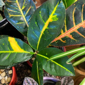 Croton 'Petra' plant photo by 1momswtp named Big Sister Petra on Greg, the plant care app.