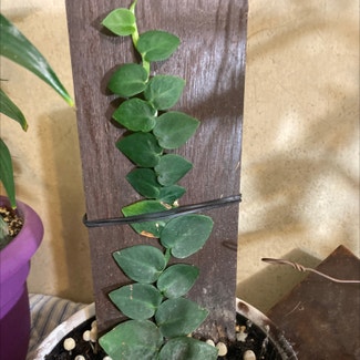 Rhaphidophora hayi plant in Loveland, Colorado