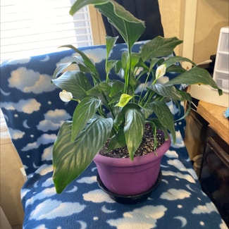 Peace Lily plant in Loveland, Colorado