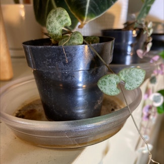 String of Hearts 'Silver Glory' plant in Loveland, Colorado