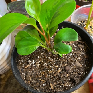 Baby Rubber Plant plant in Loveland, Colorado