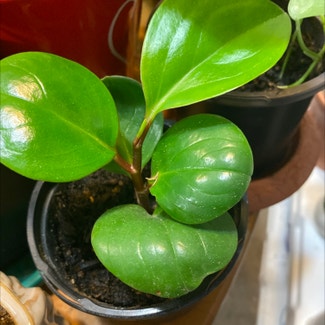 Baby Rubber Plant plant in Loveland, Colorado