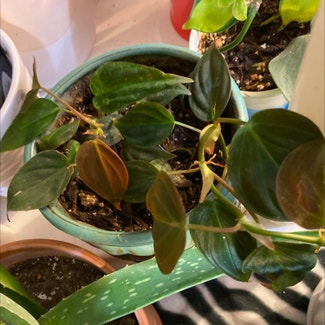 Philodendron Micans plant in Loveland, Colorado