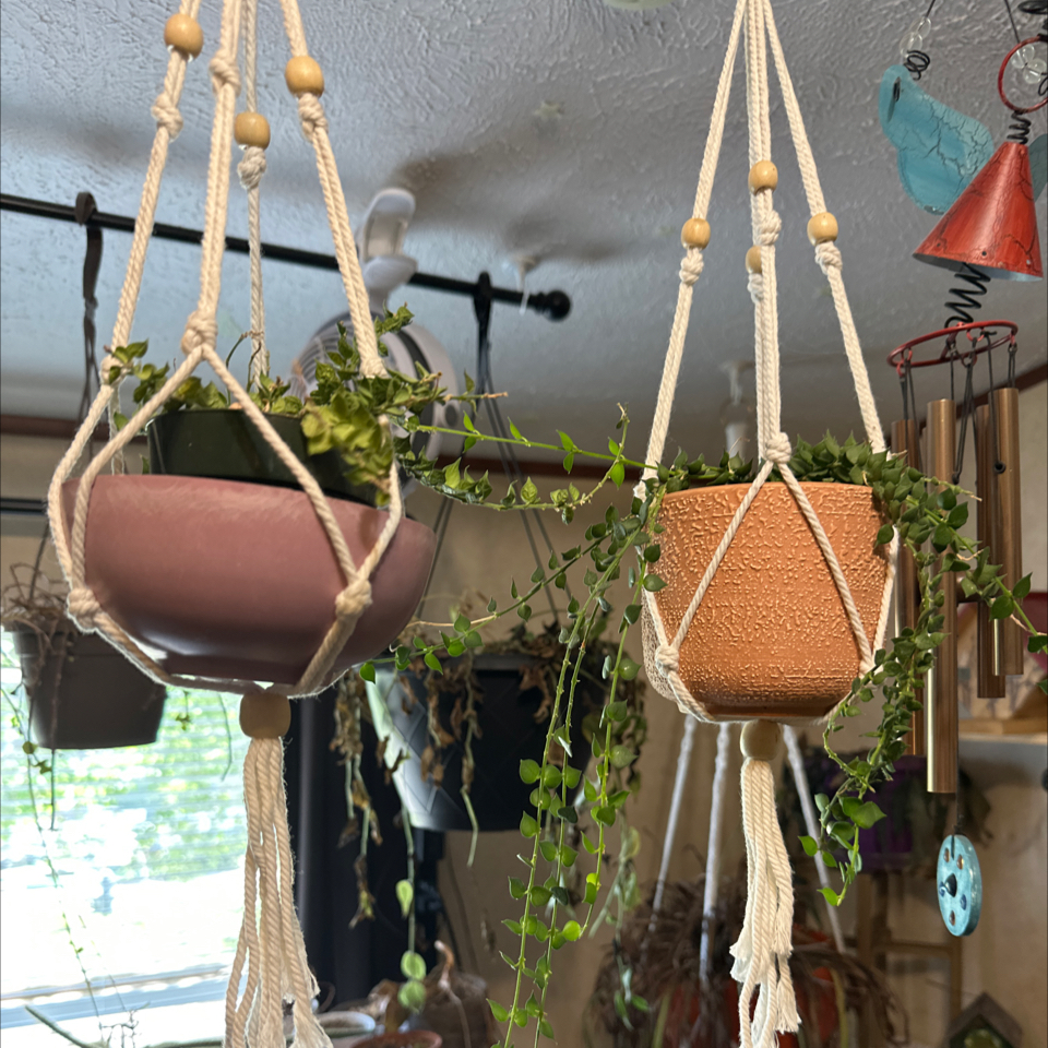 Two hanging pots with trailing Million Hearts plants (Dischidia ruscifolia).