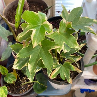 Fatshedera hybrid plant in Loveland, Colorado
