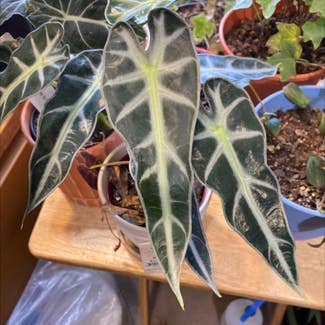 Alocasia 'Bambino' plant in Loveland, Colorado