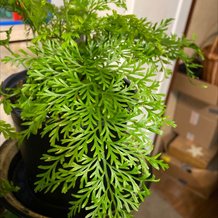 Hen and Chicken Fern in a black pot, vibrant green and healthy.