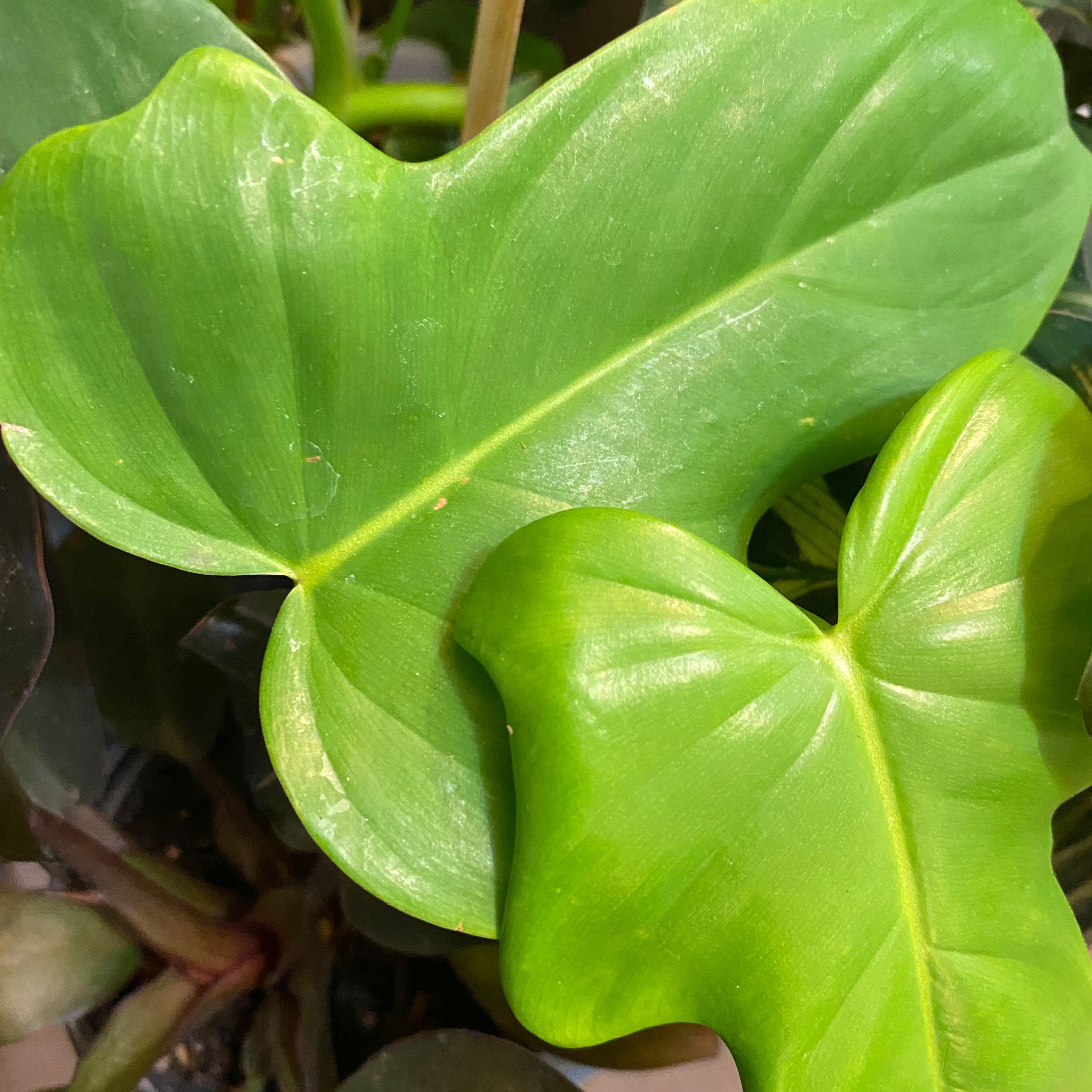 Close-up of a healthy Horsehead Philodendron with large, glossy green leaves.