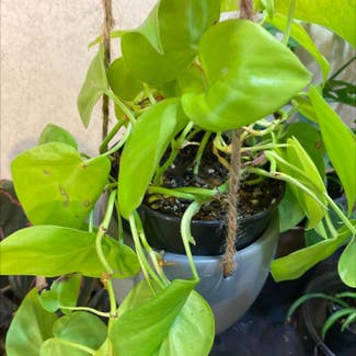 Philodendron Lemon Lime plant in Loveland, Colorado