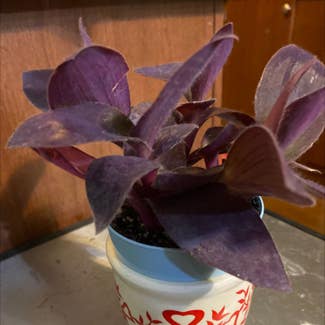 Purple Heart plant in Loveland, Colorado