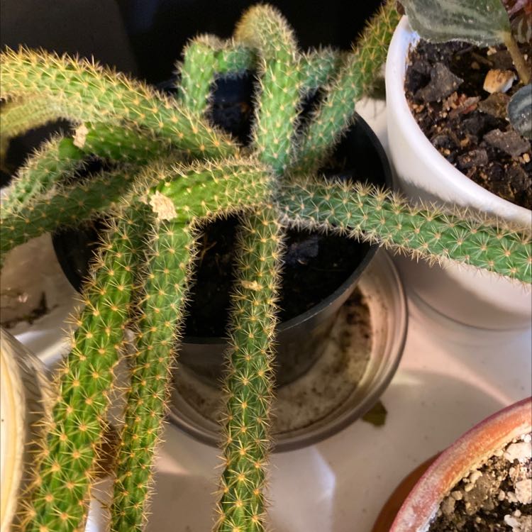 Photo of the plant species Rat Tail Cactus by @MOMSWTP named Rat Tail Cactus on Greg, the plant care app