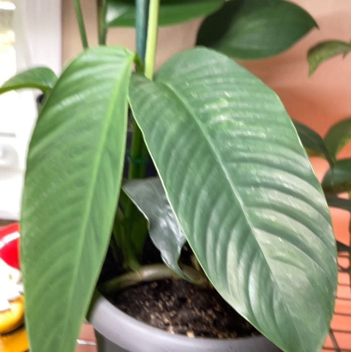 Photo of the plant species Rhaphidophora by @MOMSWTP named Hookeri on Greg, the plant care app