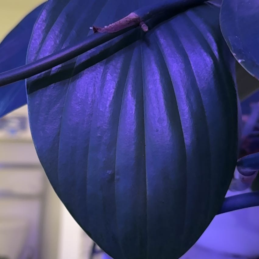 Photo of the plant species Dragon Tail by @MOMSWTP named Willow on Greg, the plant care app