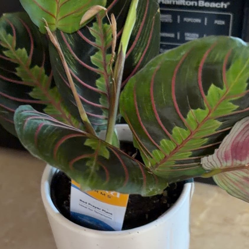 Photo of the plant species Red prayer plant by @MOMSWTP named Lily on Greg, the plant care app