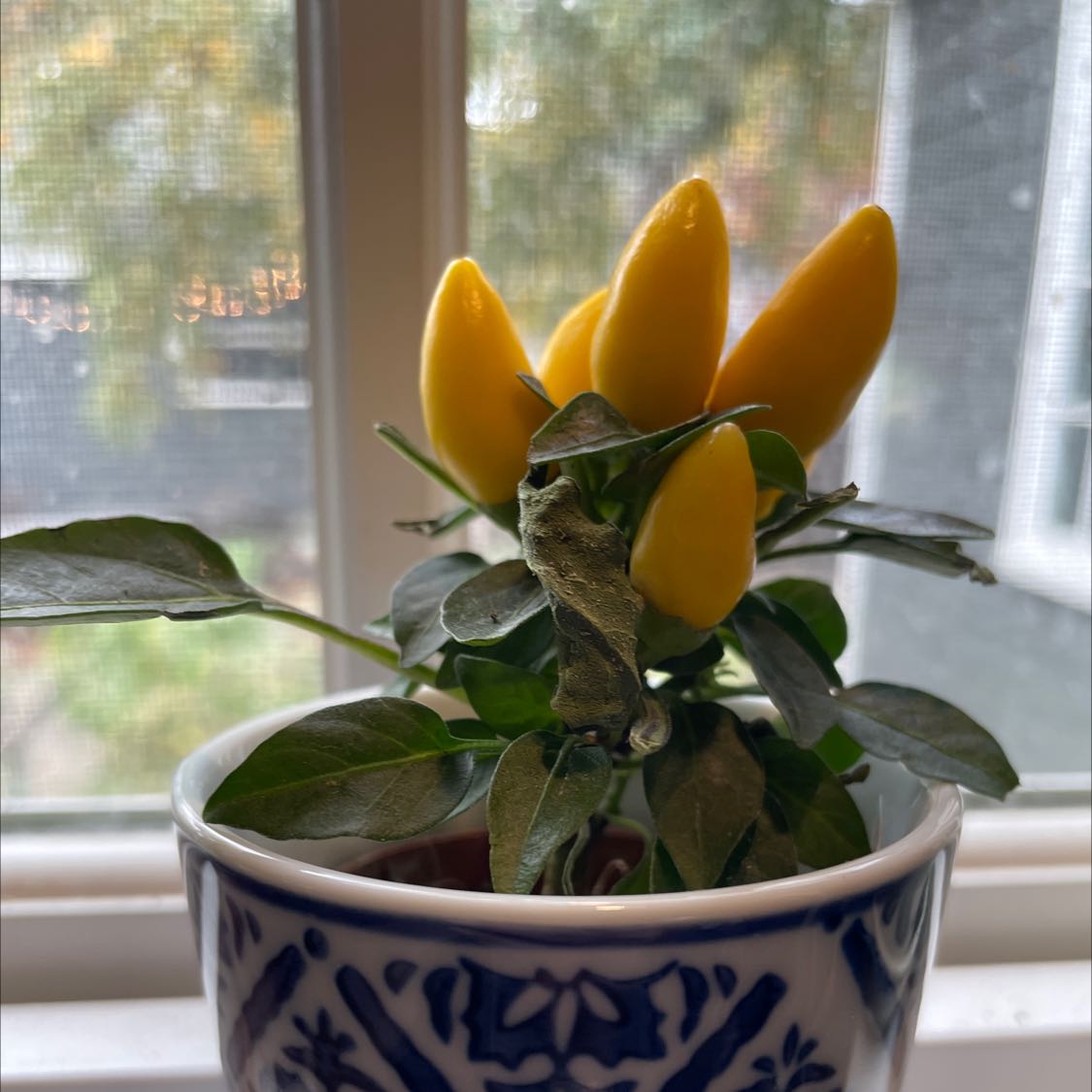 Ornamental pepper plant with yellow peppers in a decorative pot near a window.