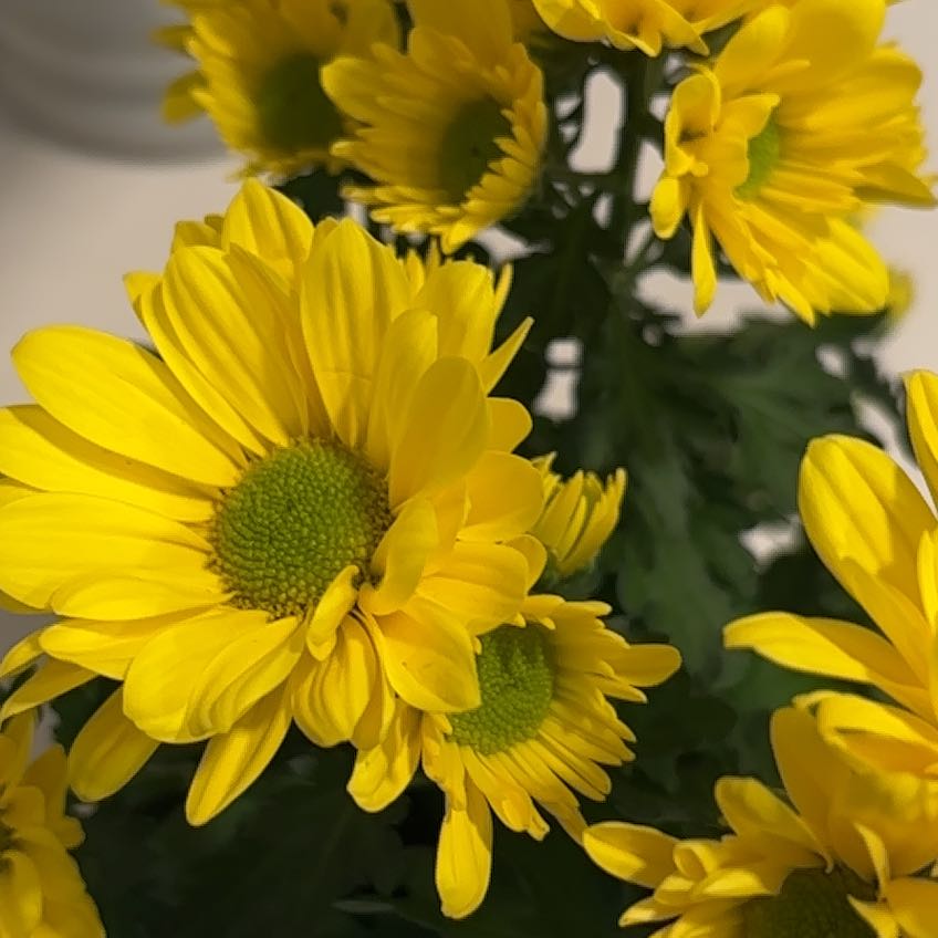 Chrysanthemum plant with vibrant yellow flowers and healthy green leaves.