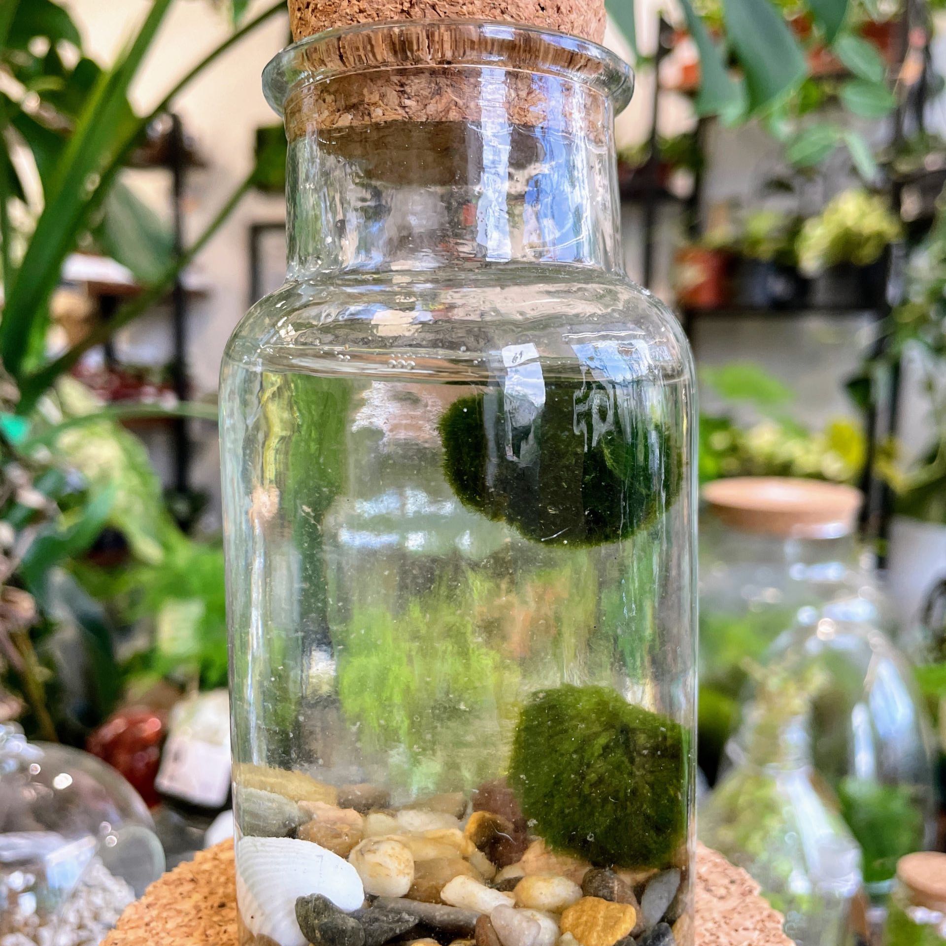 Marimo moss ball in a glass jar with water and pebbles, appearing healthy and vibrant green.