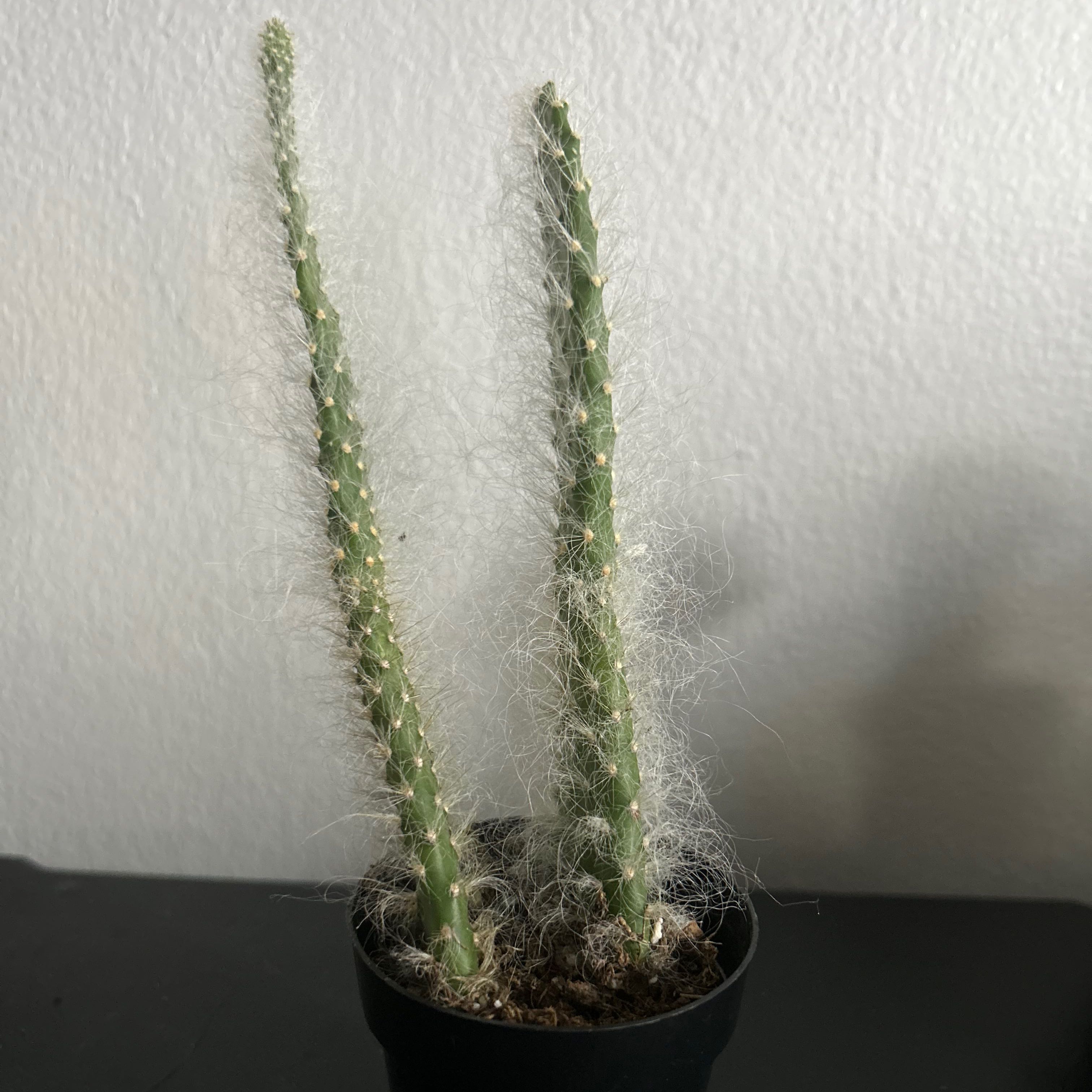 Snow Prickly Pear cactus with two stems in a pot, healthy and well-framed.