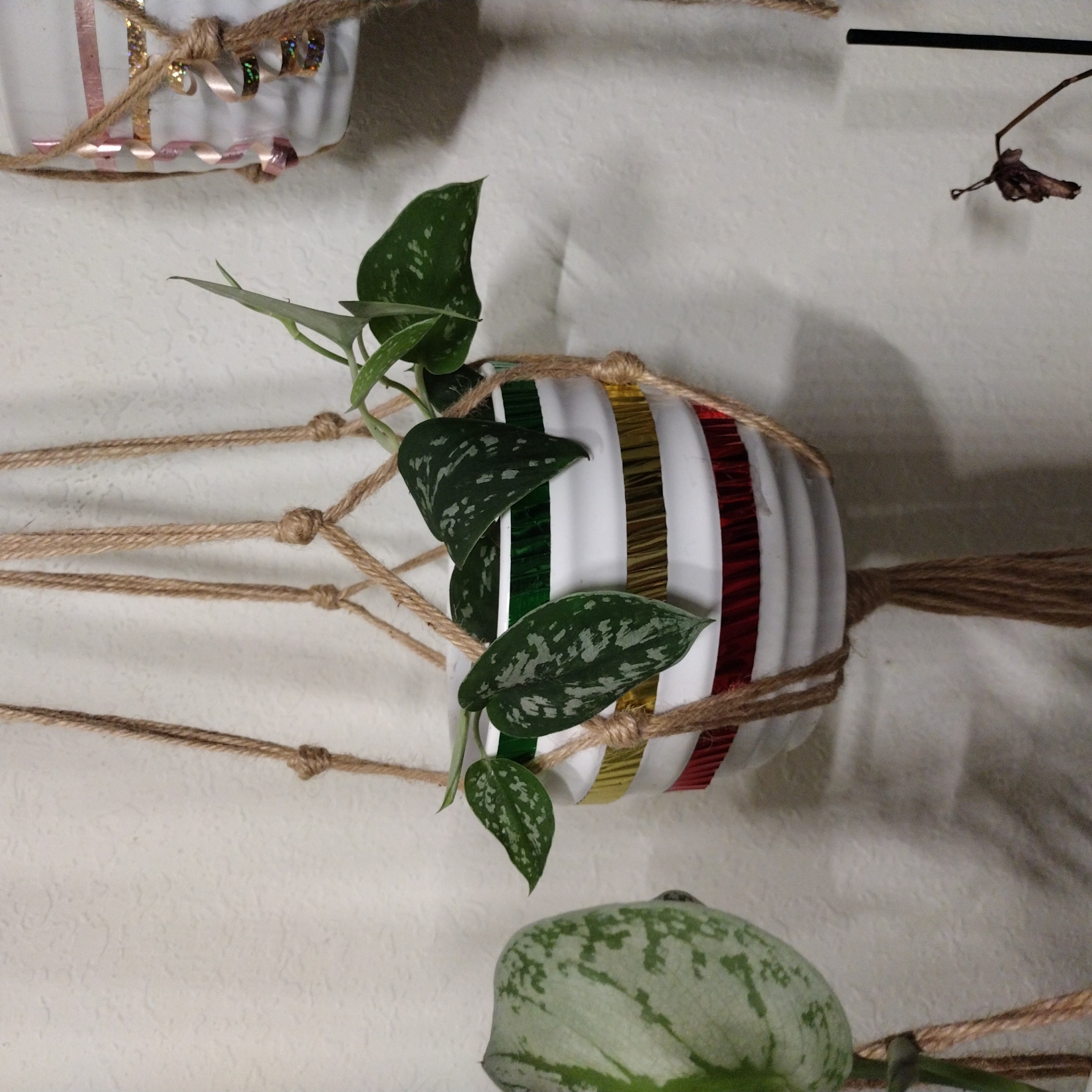 Silver Anne Pothos plant in a hanging pot with vibrant green leaves and silver variegation.