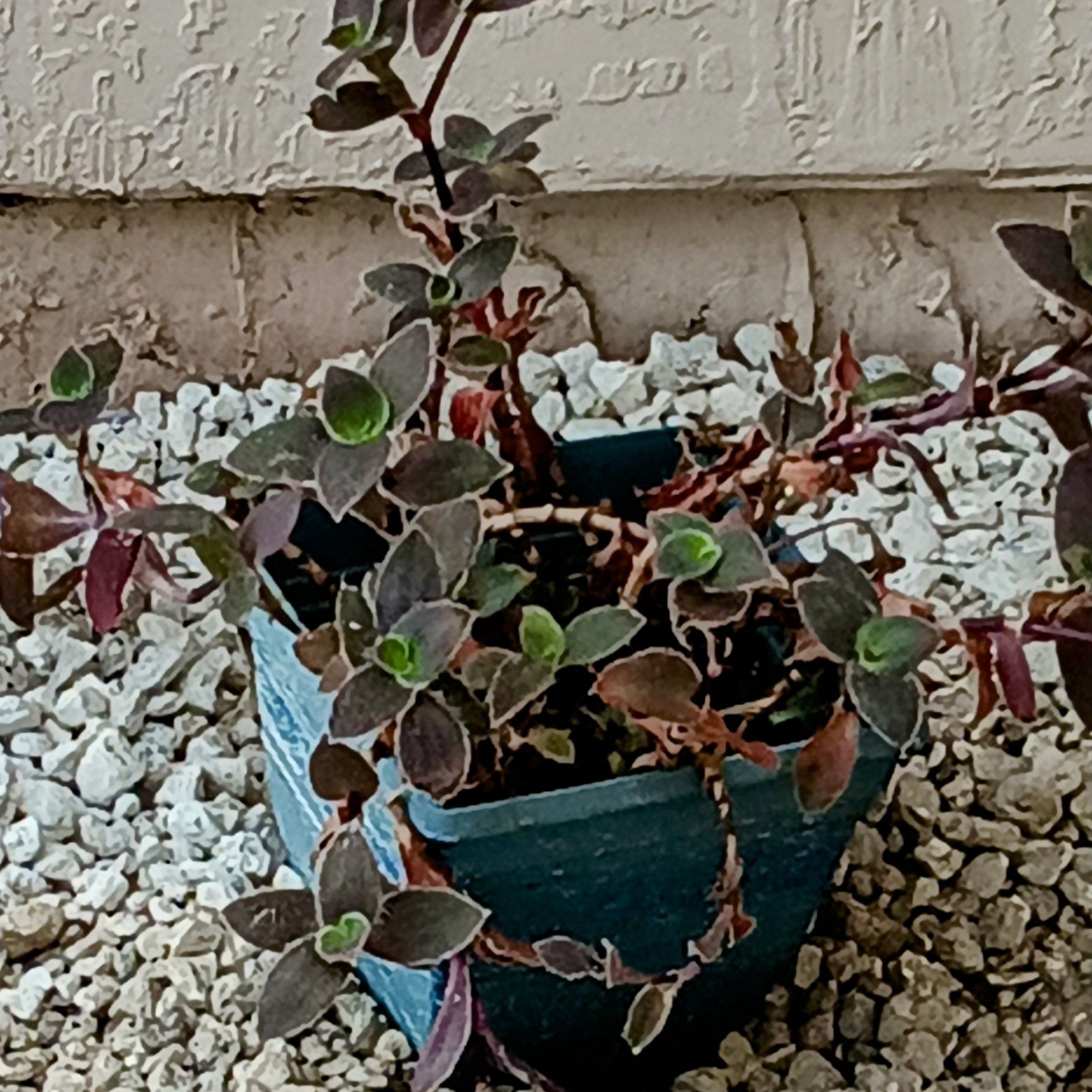 Photo of the plant species Tradescantia 'Pale Puma' by @JustPlainDee named Tracey on Greg, the plant care app